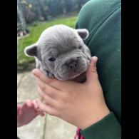 French Bulldog - Both