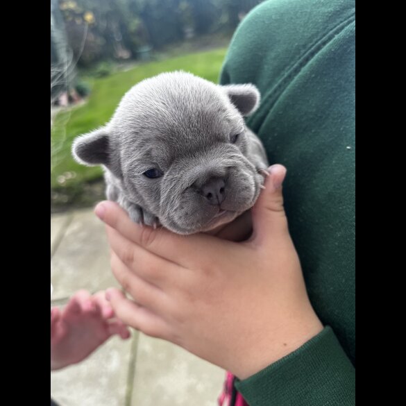 French Bulldog - Both