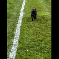 French Bulldog - Both