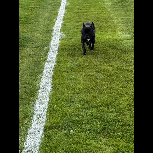 French Bulldog - Both