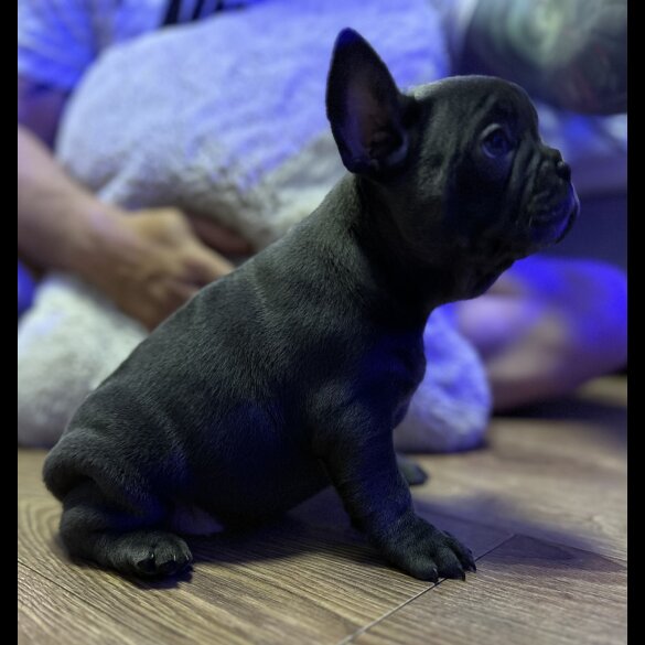 French Bulldog - Both