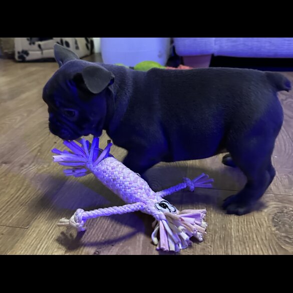 French Bulldog - Both
