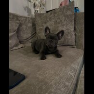 French Bulldog - Both