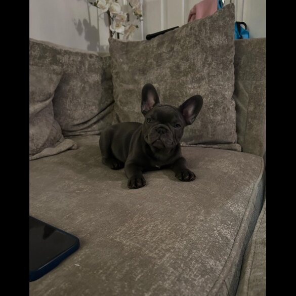 French Bulldog - Both