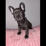 French Bulldog - Both