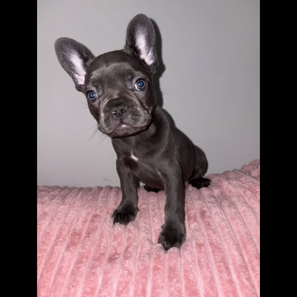 French Bulldog - Both