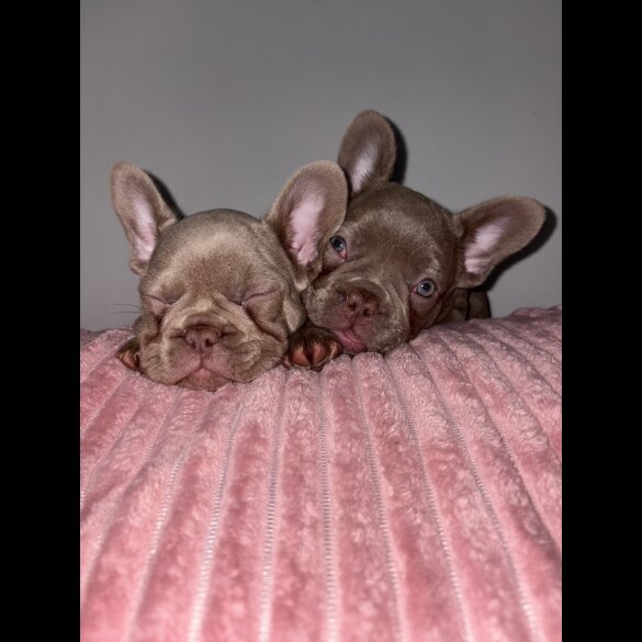 French Bulldog - Both