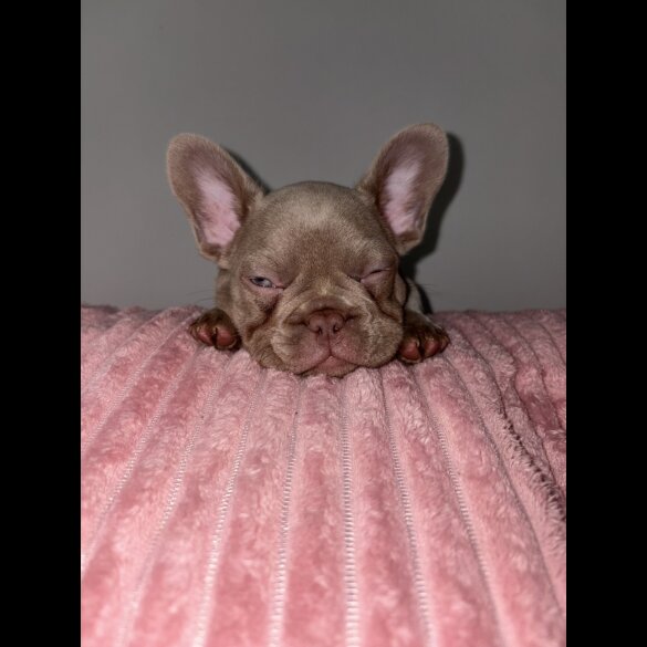 French Bulldog - Both
