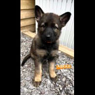 German Shepherd (Alsatian) - Both