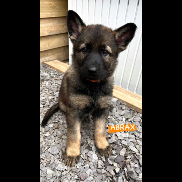 German Shepherd (Alsatian) - Both