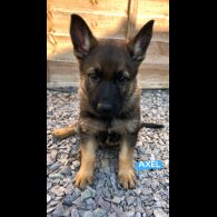 German Shepherd (Alsatian) - Both
