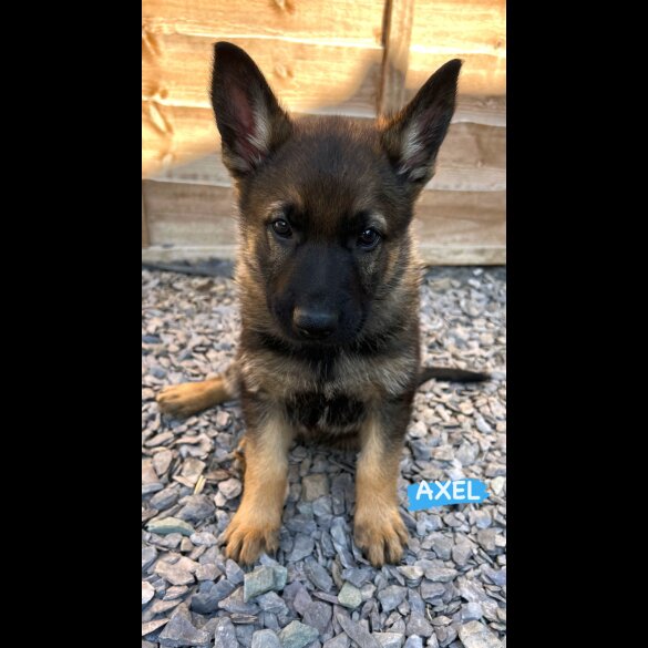 German Shepherd (Alsatian) - Both