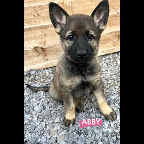 German Shepherd (Alsatian) - Both