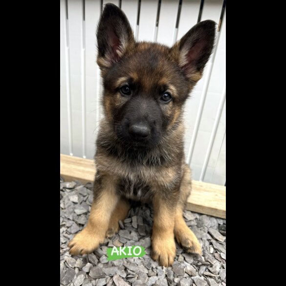 German Shepherd (Alsatian) - Both