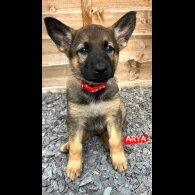 German Shepherd (Alsatian) - Both