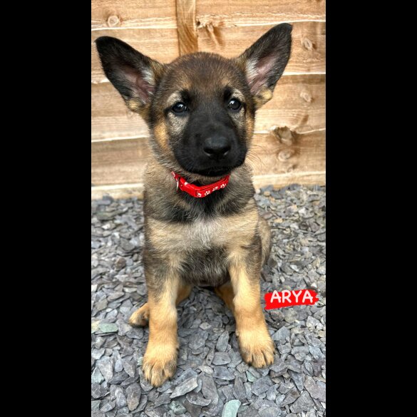 German Shepherd (Alsatian) - Both