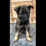 German Shepherd (Alsatian) - Both