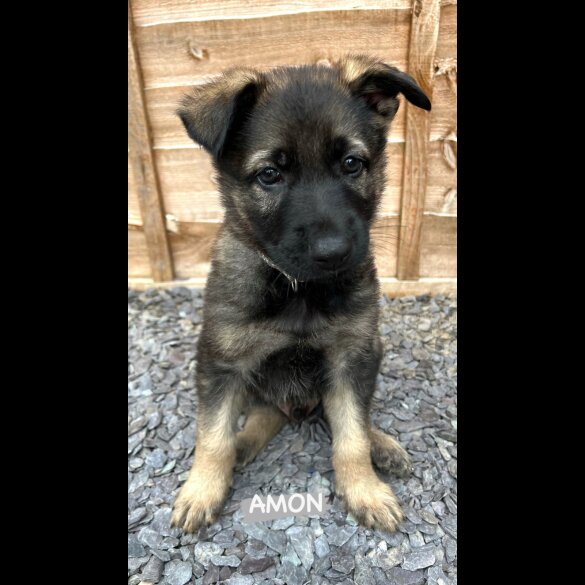 German Shepherd (Alsatian) - Both