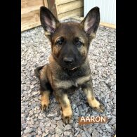 German Shepherd (Alsatian) - Both