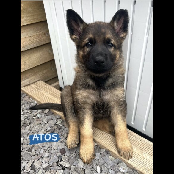 German Shepherd (Alsatian) - Both