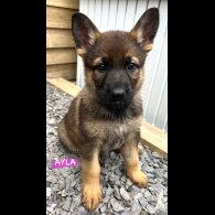 German Shepherd (Alsatian) - Both