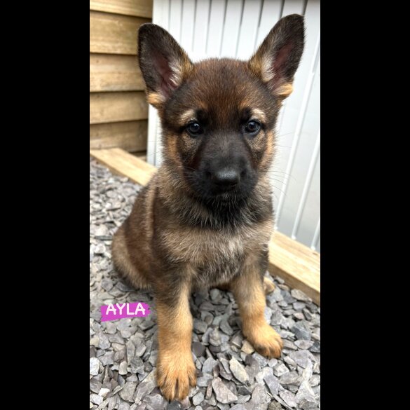 German Shepherd (Alsatian) - Both
