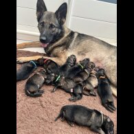 German Shepherd (Alsatian) - Both