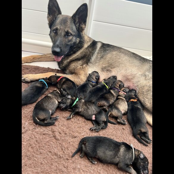 German Shepherd (Alsatian) - Both