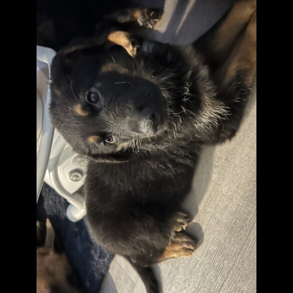 German Shepherd (Alsatian) - Bitches
