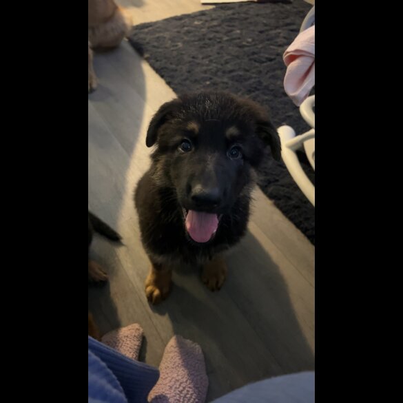 German Shepherd (Alsatian) - Bitches