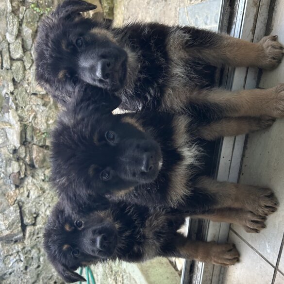 German Shepherd (Alsatian) - Bitches