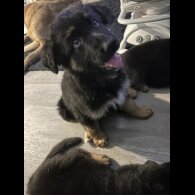 German Shepherd (Alsatian) - Bitches