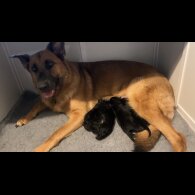 German Shepherd (Alsatian) - Bitches