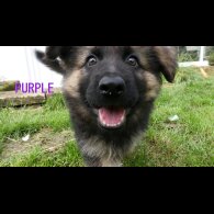 German Shepherd (Alsatian) - Both