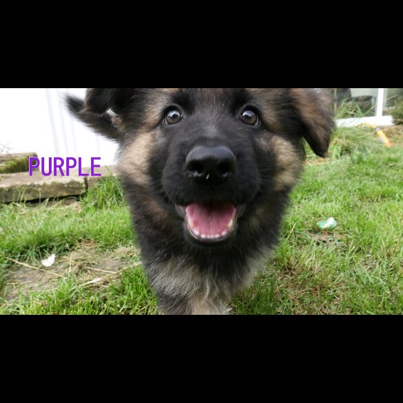 German Shepherd (Alsatian) - Both