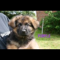German Shepherd (Alsatian) - Both