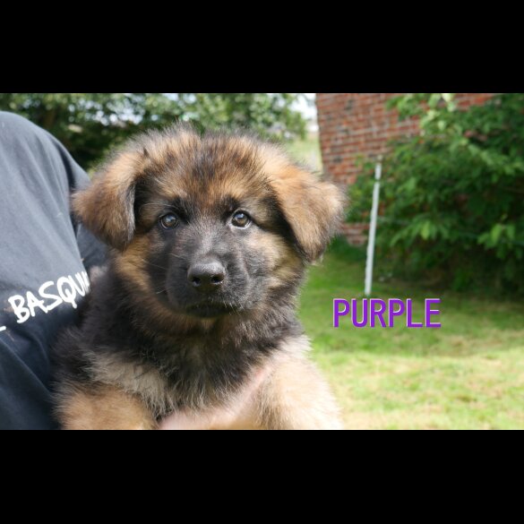 German Shepherd (Alsatian) - Both