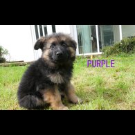 German Shepherd (Alsatian) - Both