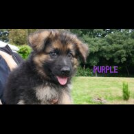 German Shepherd (Alsatian) - Both