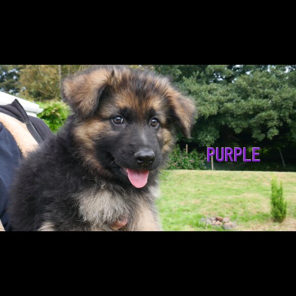 German Shepherd (Alsatian) - Both
