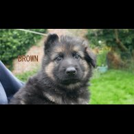 German Shepherd (Alsatian) - Both