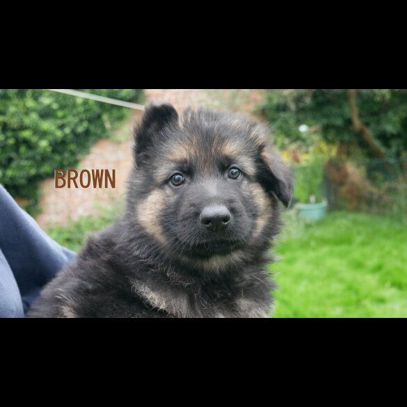 German Shepherd (Alsatian) - Both