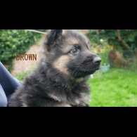 German Shepherd (Alsatian) - Both