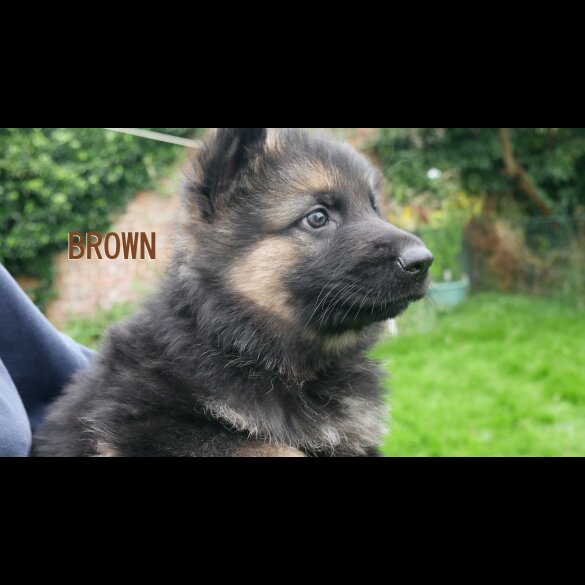 German Shepherd (Alsatian) - Both