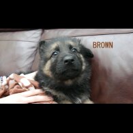 German Shepherd (Alsatian) - Both