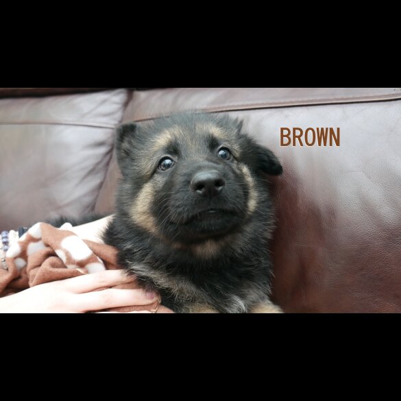 German Shepherd (Alsatian) - Both