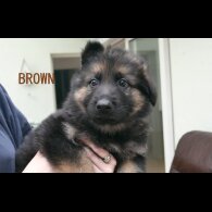 German Shepherd (Alsatian) - Both