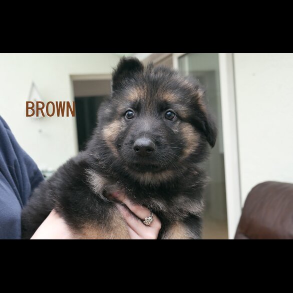 German Shepherd (Alsatian) - Both