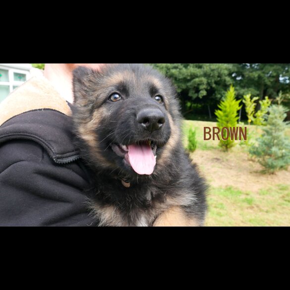 German Shepherd (Alsatian) - Both