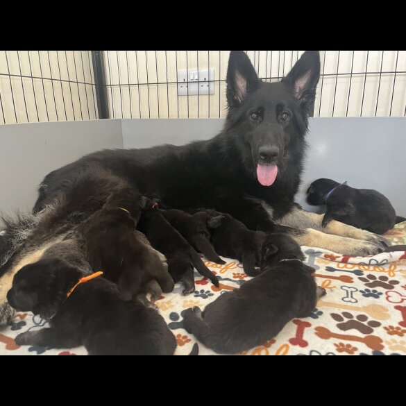 German Shepherd (Alsatian) - Both